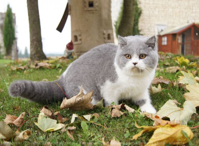 Photo de British shorthair