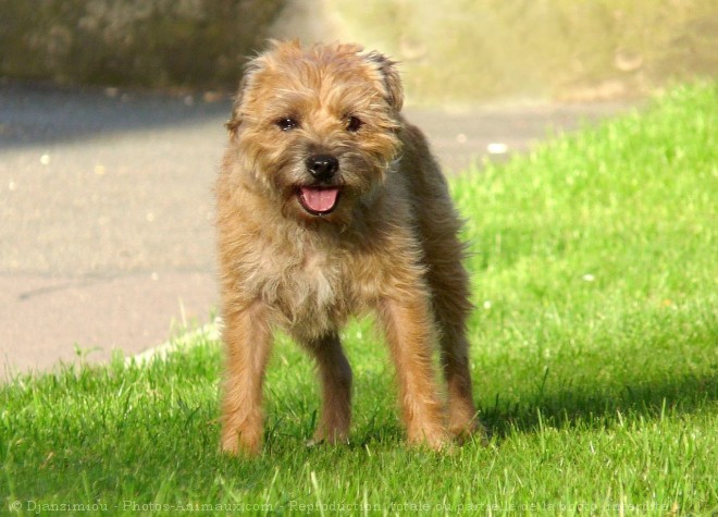 Photo de Border terrier