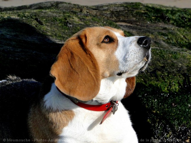 Photo de Beagle