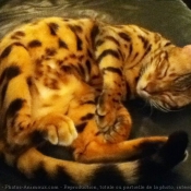 Photo de Bengal