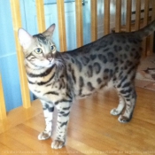 Photo de Bengal