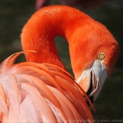 Photo de Flamand rose