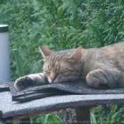 Photo de Chat domestique