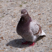 Photo de Pigeon