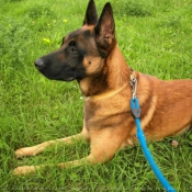 Photo de Berger belge malinois