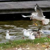 Photo de Mouette