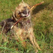 Photo de Border terrier