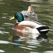 Photo de Canard colvert