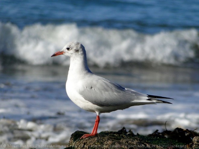 Photo de Mouette