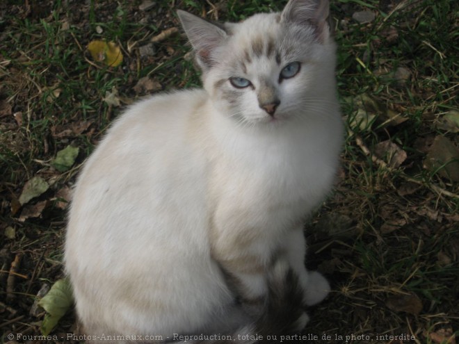 Photo de Chat domestique