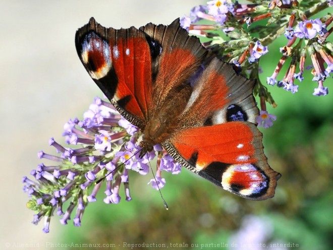 Photo de Papillon - paon du jour