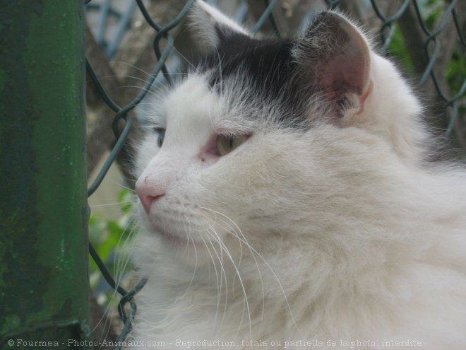 Photo de Chat domestique