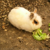 Photo de Lapin