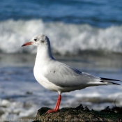 Photo de Mouette