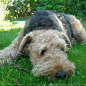 Photo d'Airedale terrier