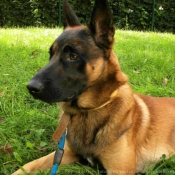 Photo de Berger belge malinois