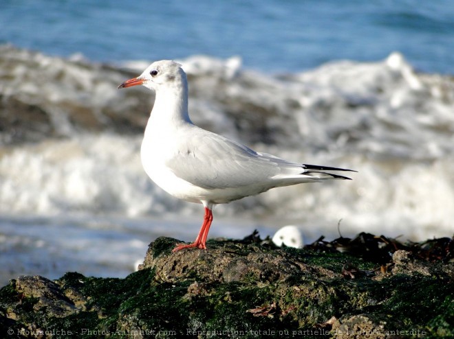 Photo de Mouette