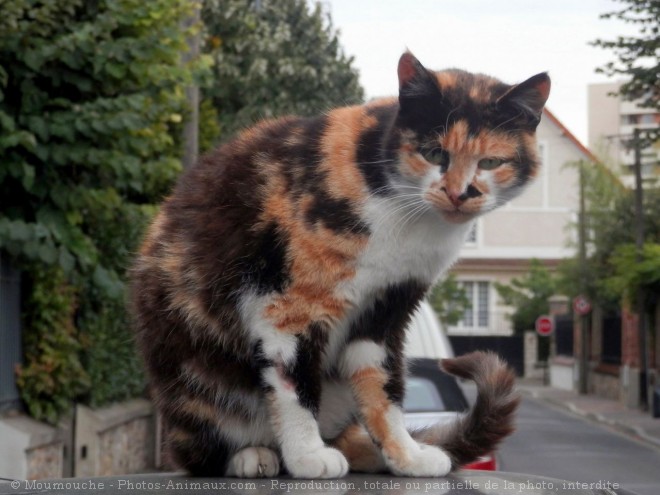 Photo de Chat domestique