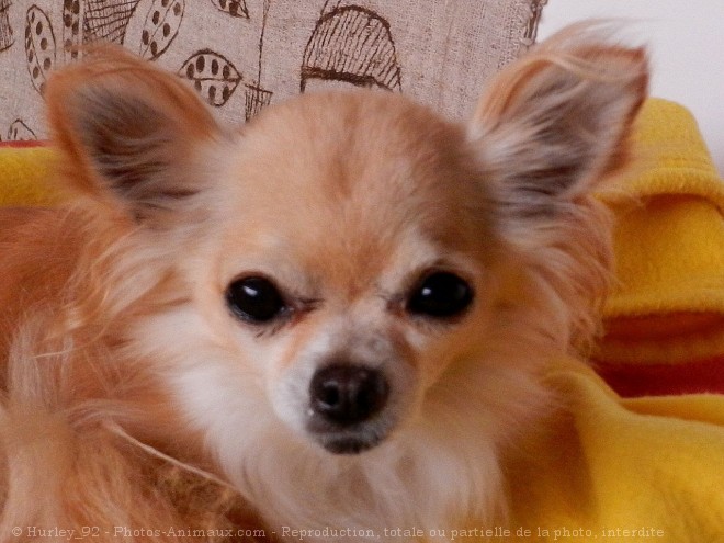 Photo de Chihuahua  poil long