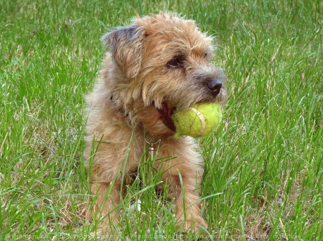 Photo de Border terrier