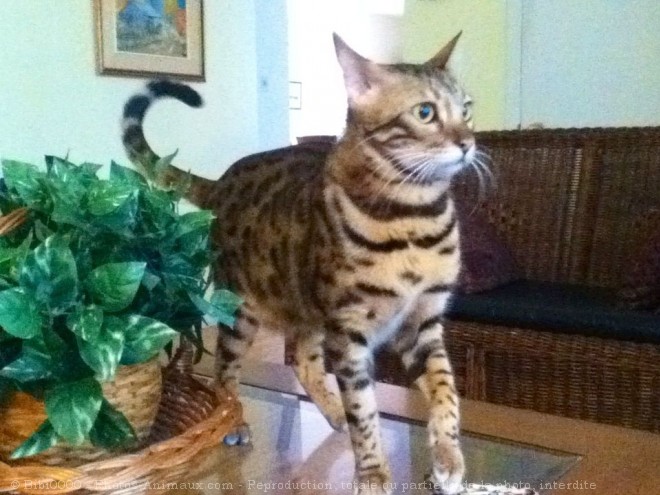 Photo de Bengal