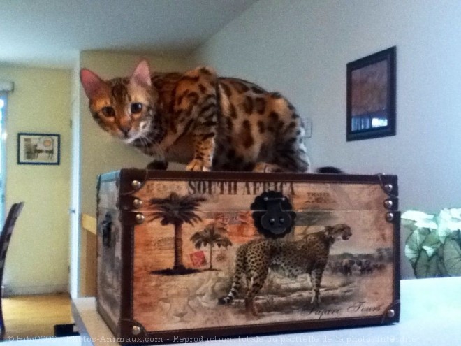 Photo de Bengal