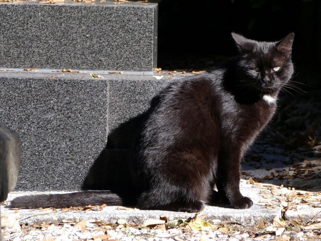 Photo de Chat domestique