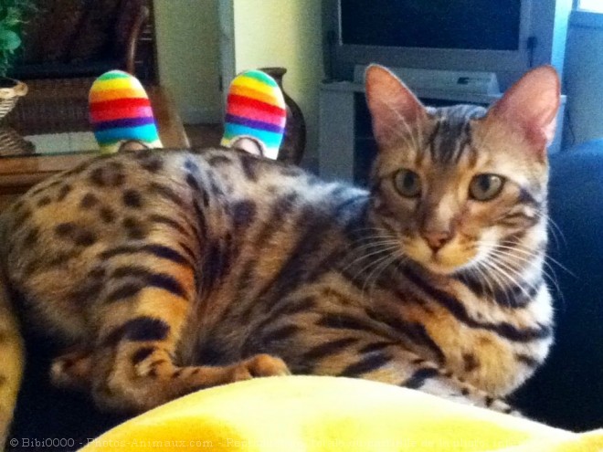 Photo de Bengal