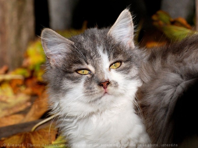 Photo de Chat domestique