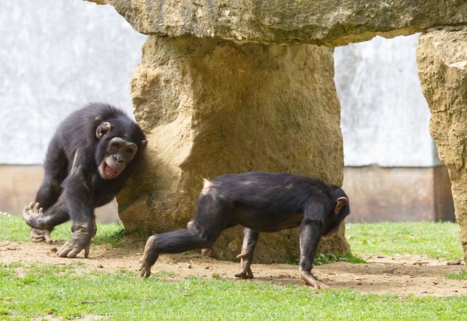 Photo de Singe - chimpanz