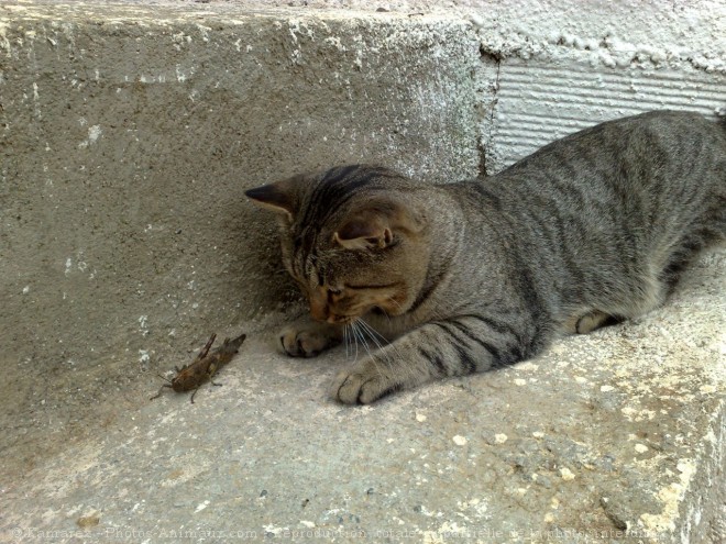 Photo de Chat domestique