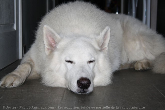 Photo de Berger blanc suisse