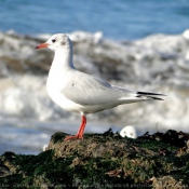 Photo de Mouette