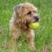 Photo de Border terrier