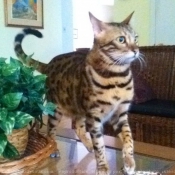 Photo de Bengal