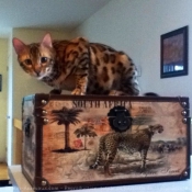 Photo de Bengal