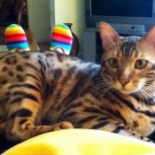 Photo de Bengal