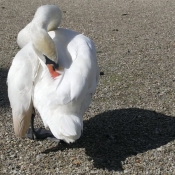 Photo de Cygne