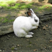 Photo de Lapin