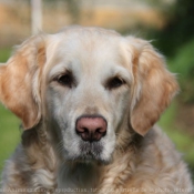 Photo de Golden retriever