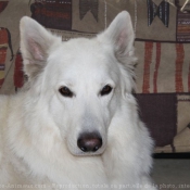 Photo de Berger blanc suisse