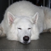 Photo de Berger blanc suisse