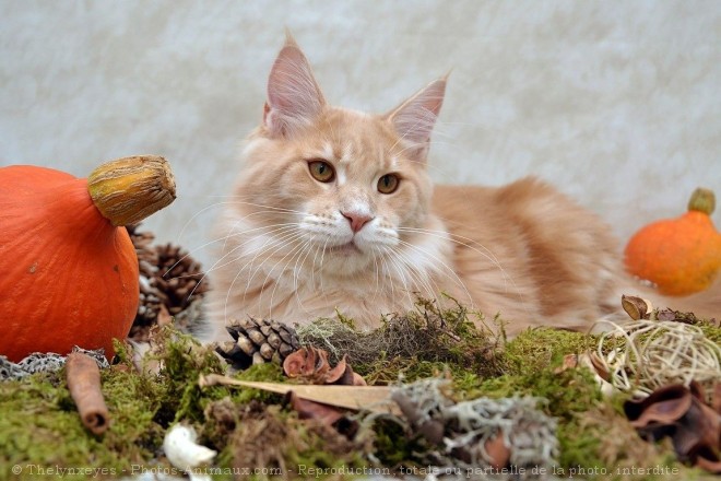 Photo de Maine coon