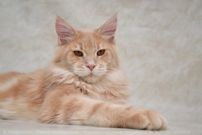 Photo de Maine coon