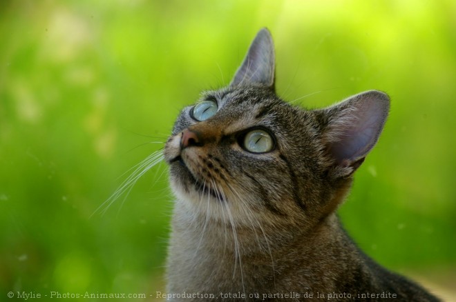 Photo de Chat domestique