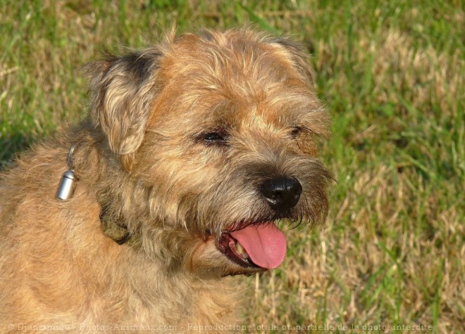 Photo de Border terrier