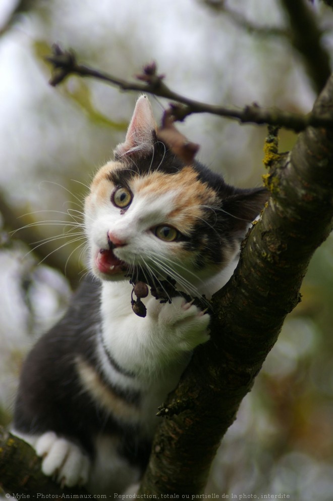 Photo de Chat domestique