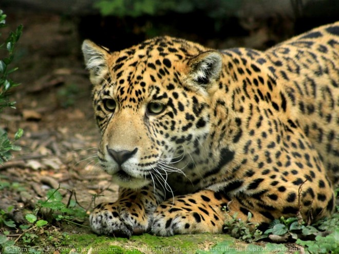 Photo de Jaguar