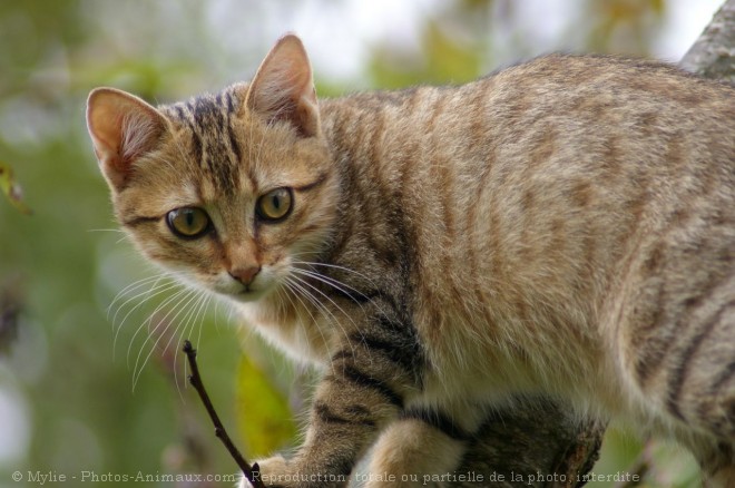 Photo de Chat domestique