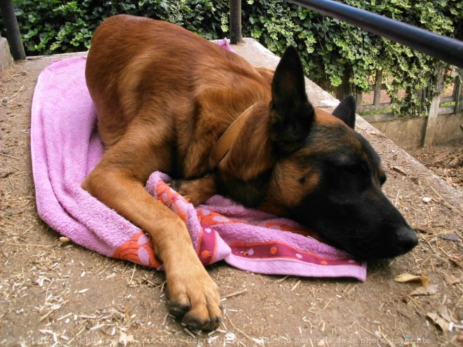 Photo de Berger belge malinois